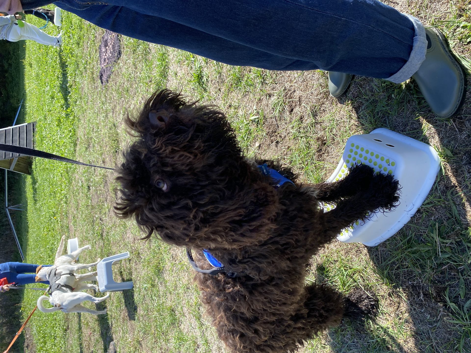 Chien en exercice d'éducation sur une marche